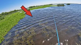 This Is Why You Fish Grass Beds in Clear Water (CATCH AND COOK)