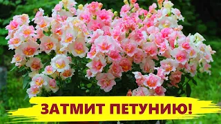 ЭТОТ ЦВЕТОК ЗАТМИТ ЦВЕТЕНИЕМ ПЕТУНИЮ! ЦВЕТЕТ ВСЕ ЛЕТО! Посадите - не пожалеете