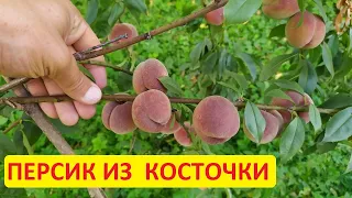 Персик из косточки - конкретный пример, первый урожай