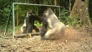 Gabon: This Silverback thinks this intruder in the mirror (his reflection) comes to steal his wives.