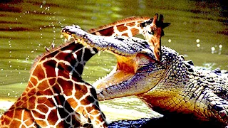 Crocodile Ambushes Giraffes in the River, And The End Elephant Crocodile Giraffe Buffalo Lion