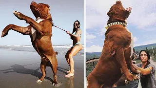 10 Largest And Most Powerful Dogs In The World