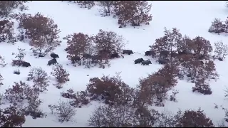 WILD BOAR HUNTING IN WINTER | KIŞIN DOMUZ AVLARI