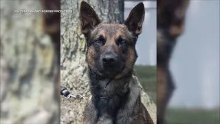 K-9 Yoda helped capture escaped inmate from Pennsylvania