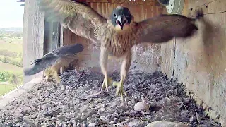 FalconCam Project~Crazy kids, Indigo almost kicks Rubus out of the box  ~1:00 p.m. 2022/11/19