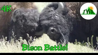 The American Bison: Everything You Neeed To Know! (4K)