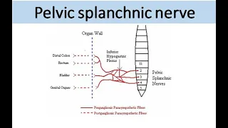 Pelvic Splanchnic Nerve: Essential Insights