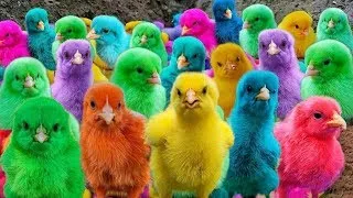 World Cute Chickens, Colorful Chickens, Rainbows Chickens, Cute Ducks,Rabbits,Cute Animals🐤🐟❤️