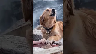 Estas imágenes de un perro rescatista no son del reciente terremoto en Turquía