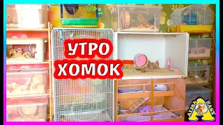 Утро моих ХОМЯКОВ, КРЫС И МОРСКОЙ СВИНКИ / комната с хомки / Алиса Изи Петс / Alisa Easy Pets