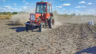 Пилюки багато, а картоплі ще більше! Копаєм картоплю трактором Т25 і польською копачкою Agromet!