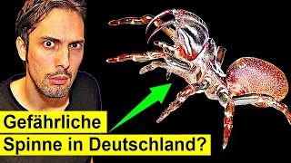 Hoch-giftige Spinne Plötzlich in Deutschland, an Häusern?