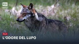 L'odore del lupo | Falò | RSI Info