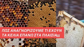 Νέοι μελισσοκόμοι πως αναγνωρίζουμε σε ένα μελίσσι τι περιέχουν τα κελιά πάνω στα πλαίσια