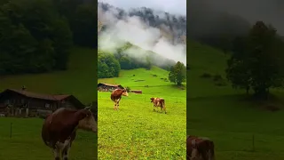 Where safety and stability in Switzerland rejoice in elegant-looking cows