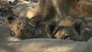 SafariLive- Yeahhh!! The Nkuhuma lion cubbies are back on Djuma!!!