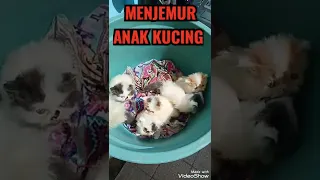 menjemur anak kucing,bagus untuk pertumbuhan dan imunitas