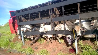 Caminhão boiadeiro tomba com 50 cabeças de gado