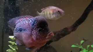 Cichlid Aquarium