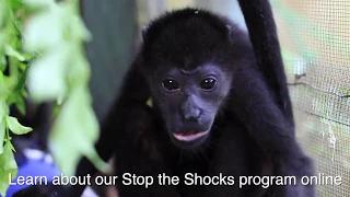 Electrocuted Infant Howler Monkey Rescue and Rehabilitation