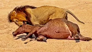 Male Lion Catches and Drags Entire Buffalo