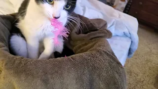 The moment when our  cat realized chewing on a pink feather was embarrassing.