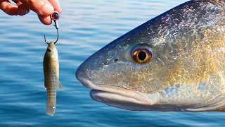 Winter Redfish Cheatcode!! (Slayfest Video + Slam) Jacksonville, FL Kayak Fishing