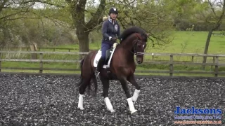 How to Start Flying Changes Dressage | Jacksons Fencing