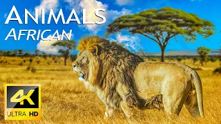 4K UHD Wildlife Video - Our Planet Relaxation Film Nature Wildlife - Amazing Animal