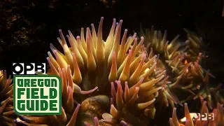 Tidepooling On The Oregon Coast With Jane Lubchenco | Oregon Field Guide