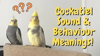 What Cockatiel Sounds & Behaviours Mean! | TheParrotTeacher