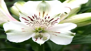 Alstroemeria Blooming