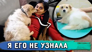 Готовим Кузю к отправке. Я не узнала Алекса😱.Рей сам включает свет.Дуню и Тошку Вакцинировали