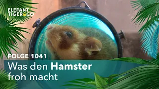Was den Hamster froh macht (Folge 1041) | Elefant, Tiger & Co. | MDR