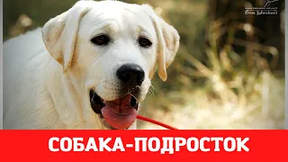 📝🐕🐾 Собака-подросток: особенности трудного возраста