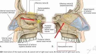 Nasal nerve supply 4