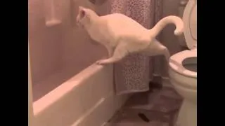 Кот промахнулся ... немножко. Курьезный случай с котом в туалете.