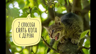 2 способа снять кота с дерева. Октябрь 2019