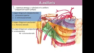 Подкрыльцовая (подмышечная) артерия