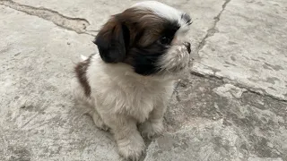 2nd DAY OF COCO | SHIH TZU |  AT MY HOME #2