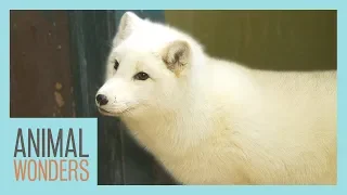 Meet and Greet: Tigli the Arctic Fox!