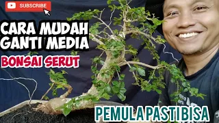 Cara Mudah Mengganti Media Bonsai Serut untuk Pemula@jamzserbabi