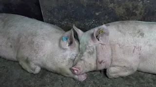 ‼️Мини обзор моего элитного хозяйства 🐽🐷🐖‼️Генетика залог успешного свиноводства 😎