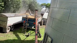 Loading out semis with soybeans