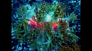 «Рифовый Аквариум» Кормление Кораллов. Часть 27