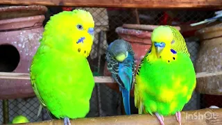 Parrot talking Parrot Singing Beautiful Australian parrot sounds #birds #budgies #sound #singing