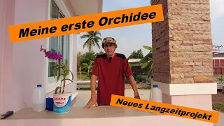 Auswandern nach Thailand - Meine erste Orchidee