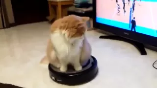 Cat ridding automatic hoover