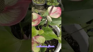 beautiful plant anthurium flower hybrid #anthurium #anthuriumflowers