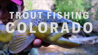 Was not ready for this | MASSIVE fish first cast | Fly fishing Colorado